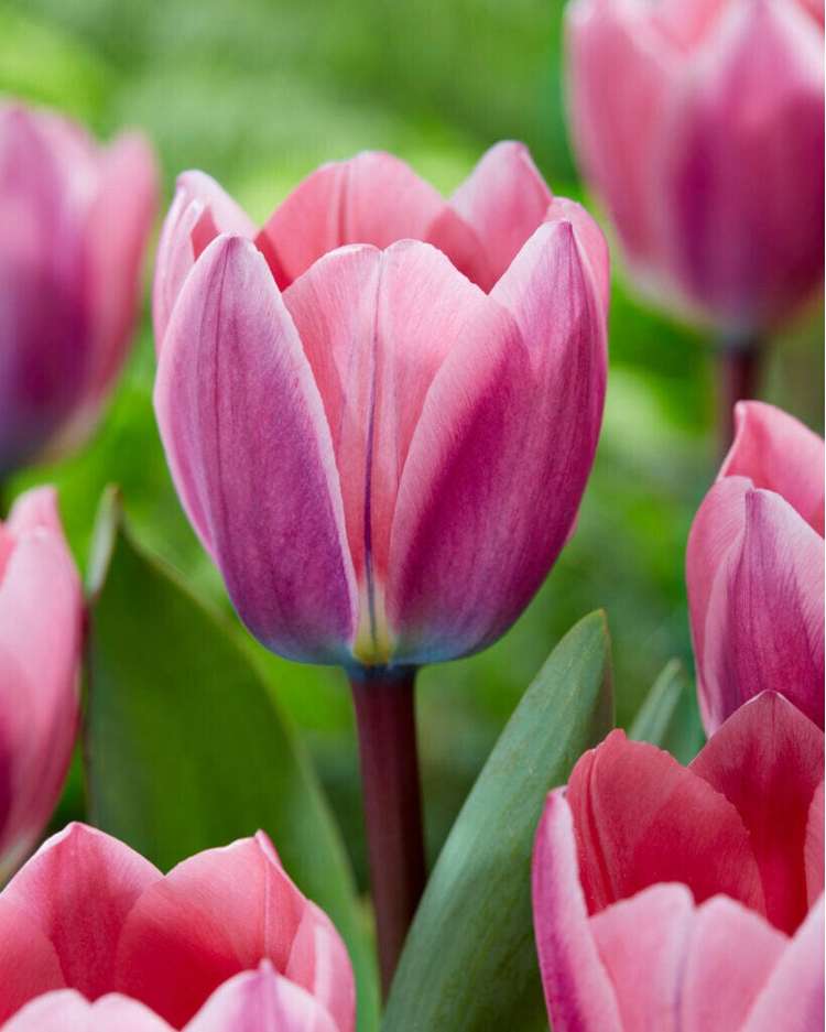 Tulpe 'Light & Dreamy'